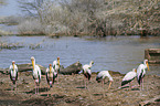 yellow-billed stork