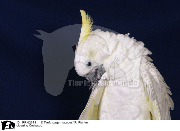 cleaning Cockatoo / RR-02673