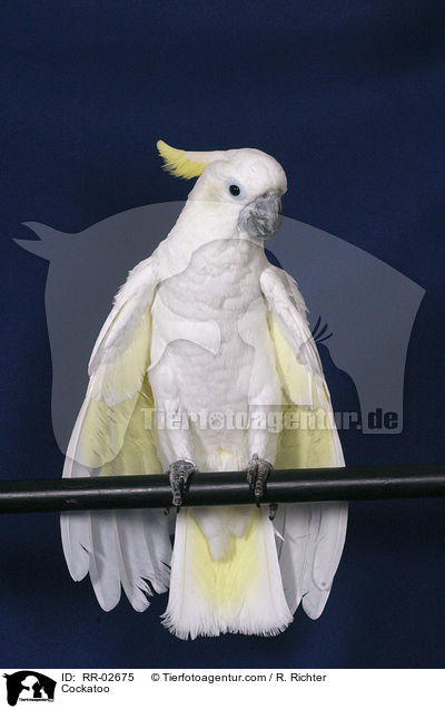 Cockatoo / RR-02675