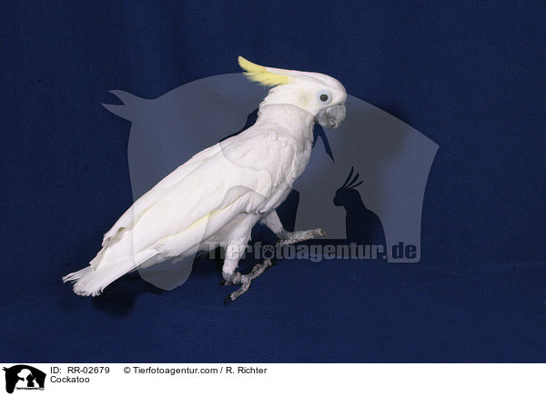 Cockatoo / RR-02679