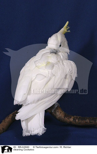 cleaning Cockatoo / RR-02680