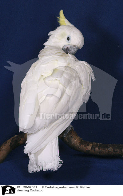 cleaning Cockatoo / RR-02681
