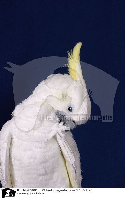 cleaning Cockatoo / RR-02683