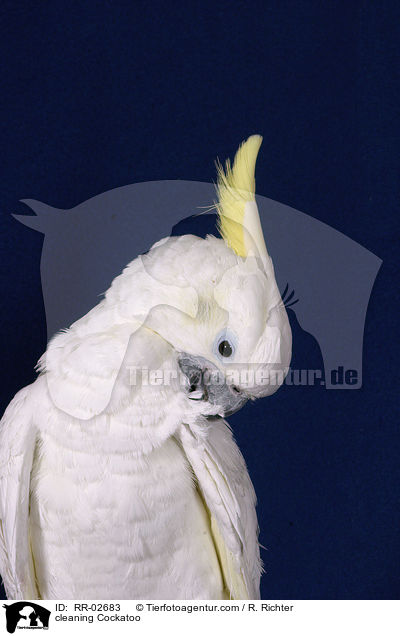 Gelbwangenkakadu bei der Gefiederpflege / cleaning Cockatoo / RR-02683