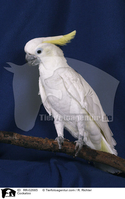 Cockatoo / RR-02685