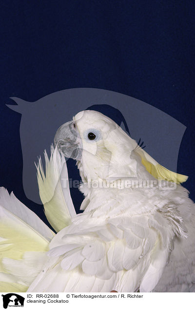 cleaning Cockatoo / RR-02688