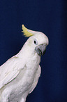 Cockatoo