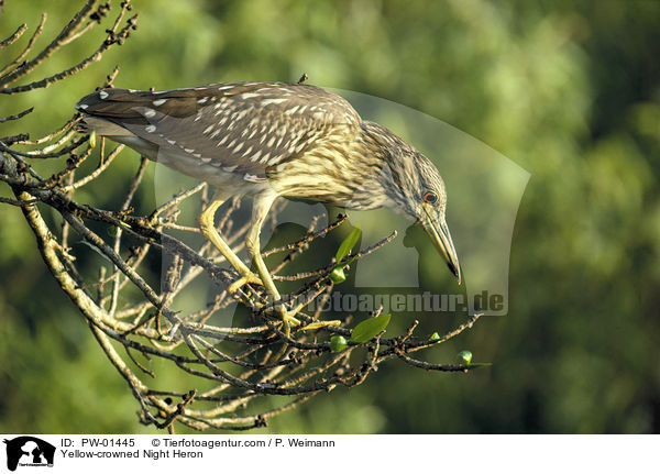 Yellow-crowned Night Heron / PW-01445