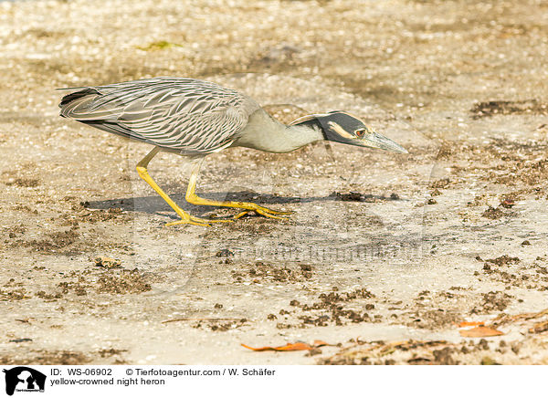 yellow-crowned night heron / WS-06902