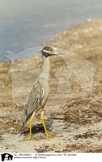 yellow-crowned night heron / WS-06903