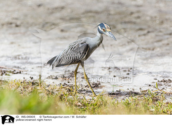 yellow-crowned night heron / WS-06905