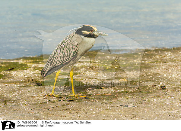 yellow-crowned night heron / WS-06906