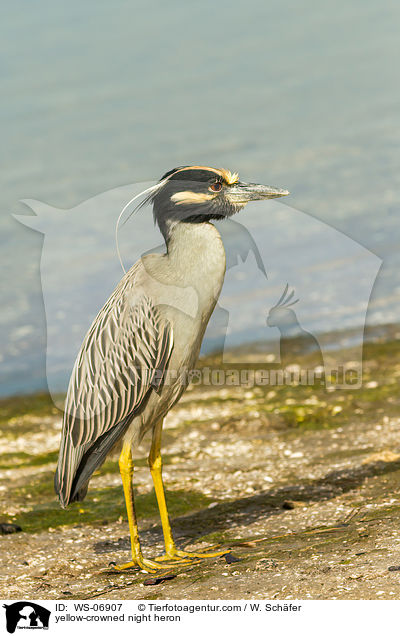 yellow-crowned night heron / WS-06907