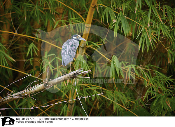 Krabbenreiher / yellow-crowned night heron / JR-05774