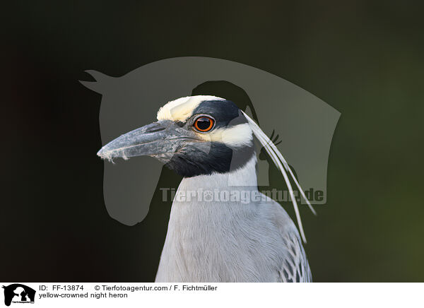 yellow-crowned night heron / FF-13874