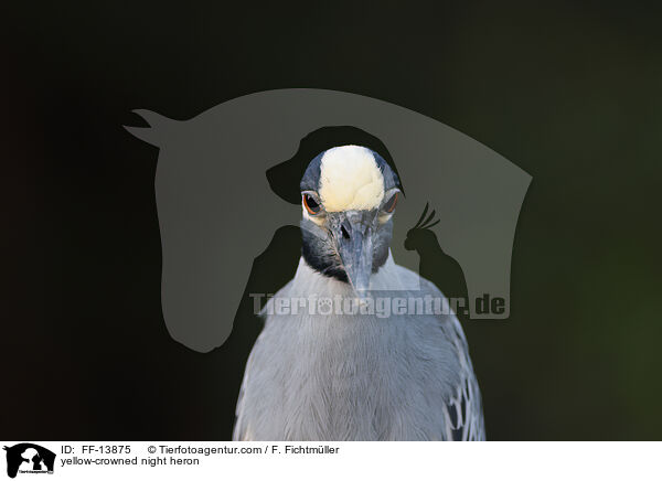 yellow-crowned night heron / FF-13875