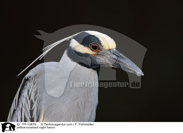 yellow-crowned night heron / FF-13876