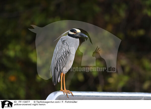Krabbenreiher / yellow-crowned night heron / FF-13877