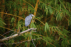 yellow-crowned night heron