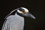 yellow-crowned night heron