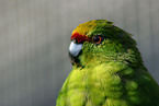 Yellow-fronted Parakeet