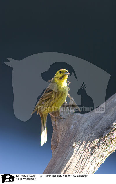 Yellowhammer / WS-01236