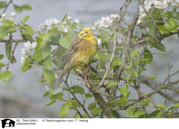 Goldammer / yellowhammer / THA-02661