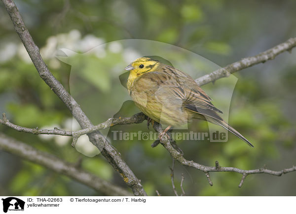 Goldammer / yellowhammer / THA-02663