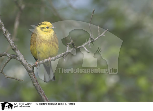 Goldammer / yellowhammer / THA-02664