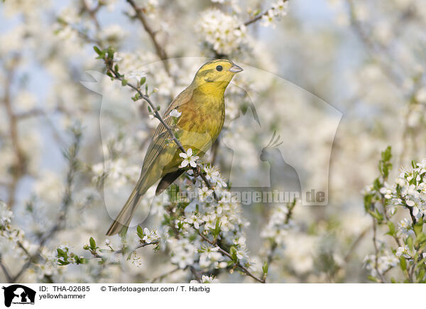 Goldammer / yellowhammer / THA-02685