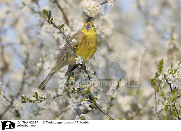 yellowhammer / THA-02687