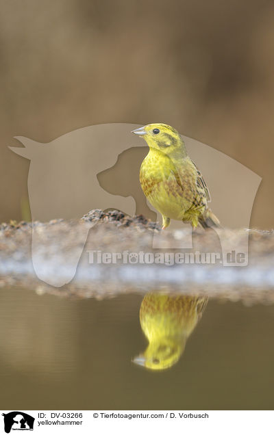 Goldammern / yellowhammer / DV-03266