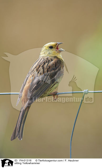 sitting Yellowhammer / FH-01316