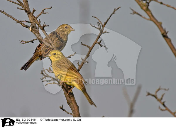 Goldammern / yellowhammers / SO-02846