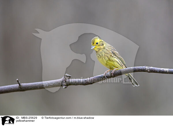 yellowhammer / MBS-25629