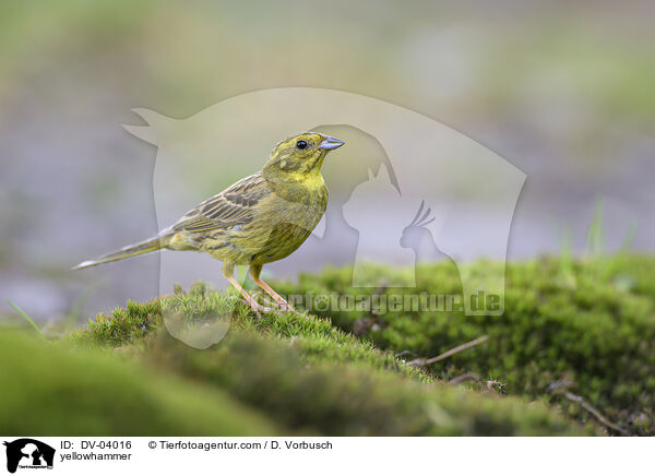 Goldammer / yellowhammer / DV-04016