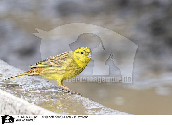 Goldammer / yellowhammer / MAW-01266
