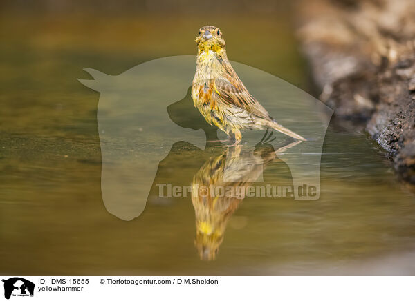 Goldammer / yellowhammer / DMS-15655