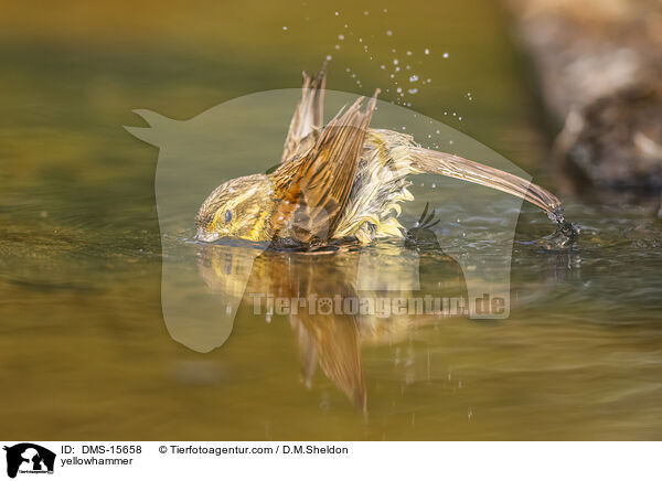 Goldammer / yellowhammer / DMS-15658