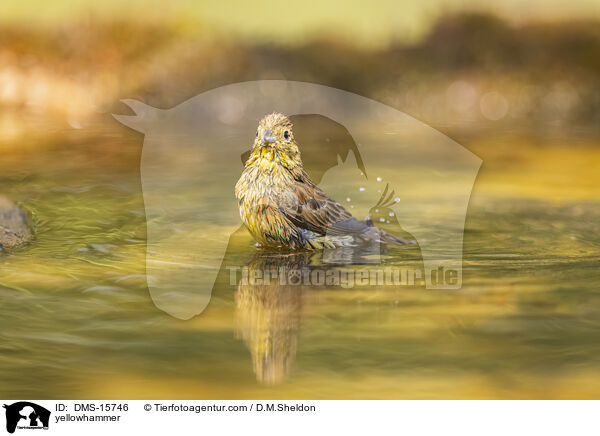 Goldammer / yellowhammer / DMS-15746