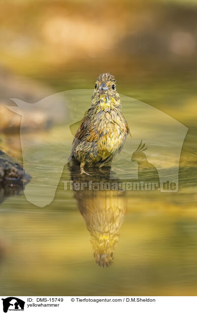 Goldammer / yellowhammer / DMS-15749