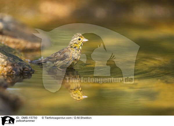 Goldammer / yellowhammer / DMS-15750
