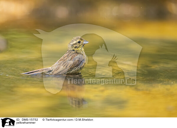 Goldammer / yellowhammer / DMS-15752