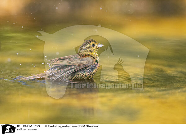 Goldammer / yellowhammer / DMS-15753