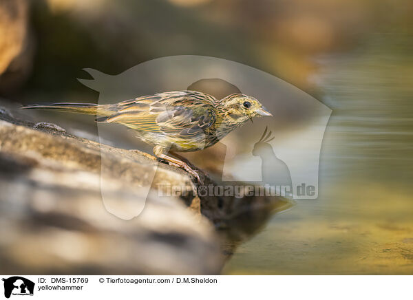 Goldammer / yellowhammer / DMS-15769