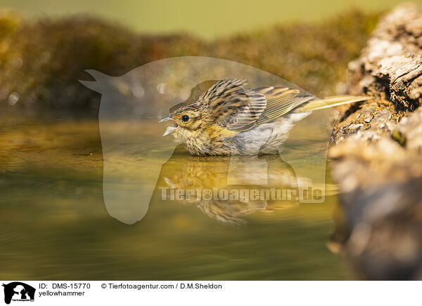 Goldammer / yellowhammer / DMS-15770