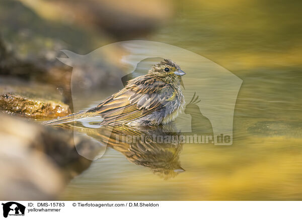 yellowhammer / DMS-15783