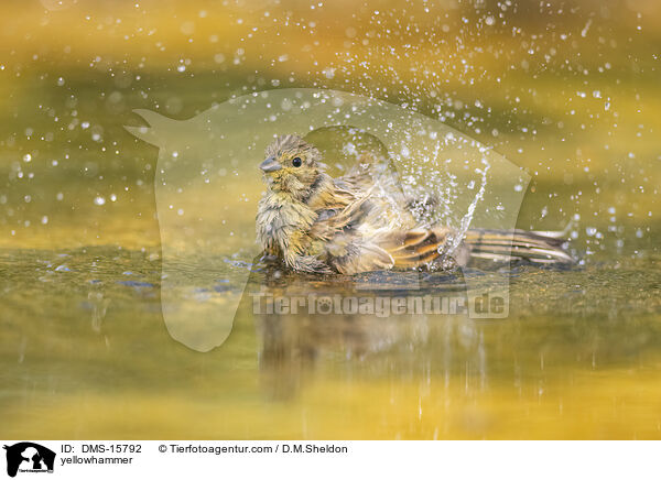 yellowhammer / DMS-15792