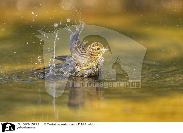 Goldammer / yellowhammer / DMS-15793