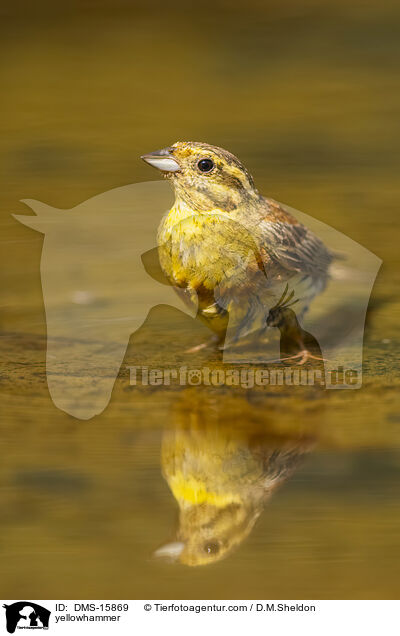 Goldammer / yellowhammer / DMS-15869